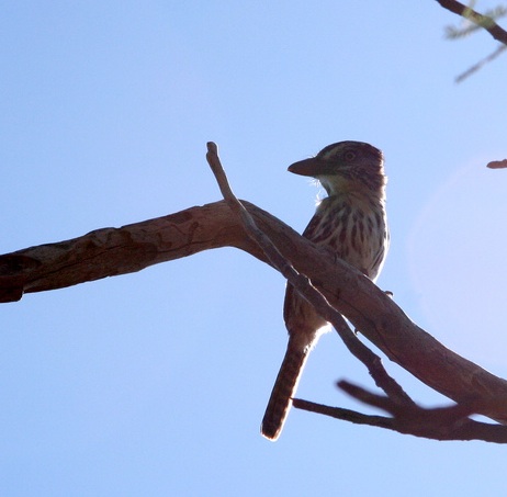 The Spot-Backed Puffbird