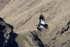 The Condors of ‘Condor Valley’