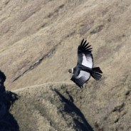 The Condors of ‘Condor Valley’