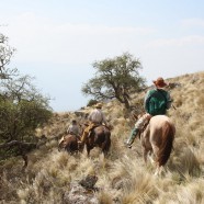 In Search of the North Andean Deer (“La Taruka”) at Condor Valley