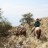In Search of the North Andean Deer (“La Taruka”) at Condor Valley