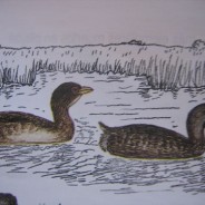 The Birds of Condor Valley: Illustrations