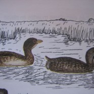 The Birds of Condor Valley: Illustrations